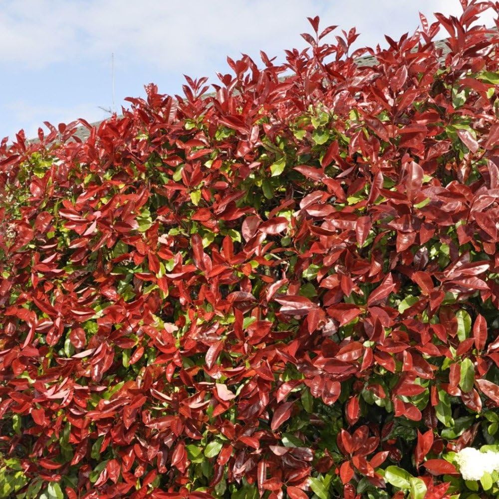 Photinia fraseri Red Robin Strauch Immergruene Sichtschutzhecke Buxus-Heckenset - Immergrüne und pflegeleichte Heckenpflanze