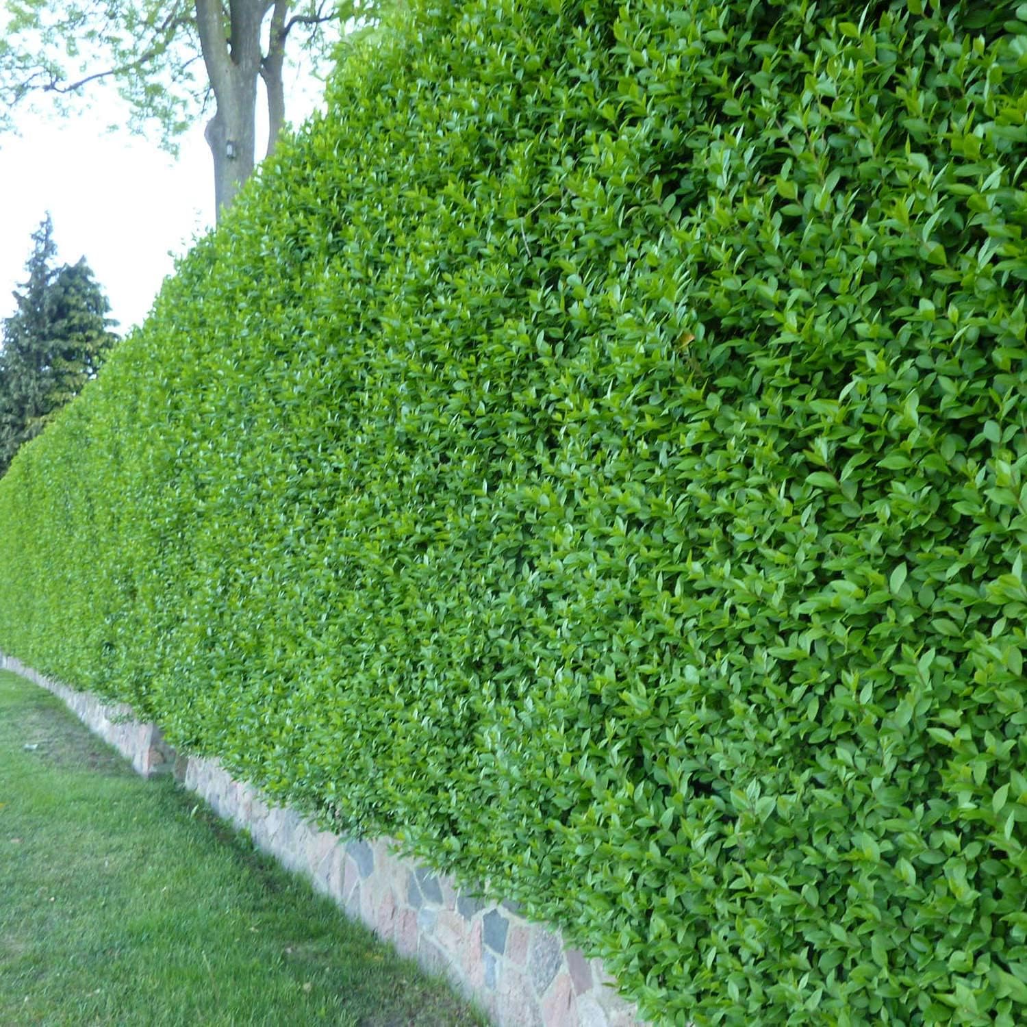 Wintergruener Liguster Atrovirens Ligustrum vulgare als Ligusterhecke Wintergrüner Liguster Atrovirens - Ligusterhecke, schnellwachsend